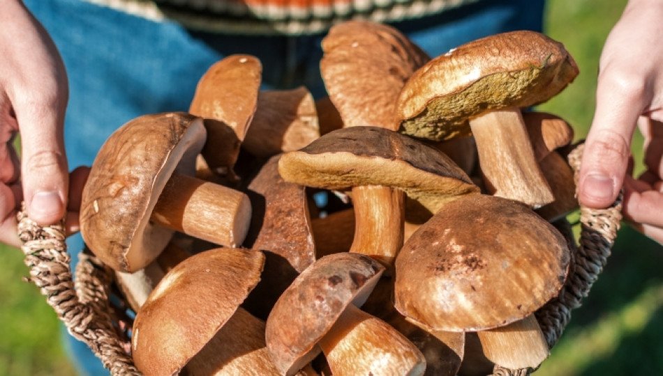 Polish obsession with mushroom picking