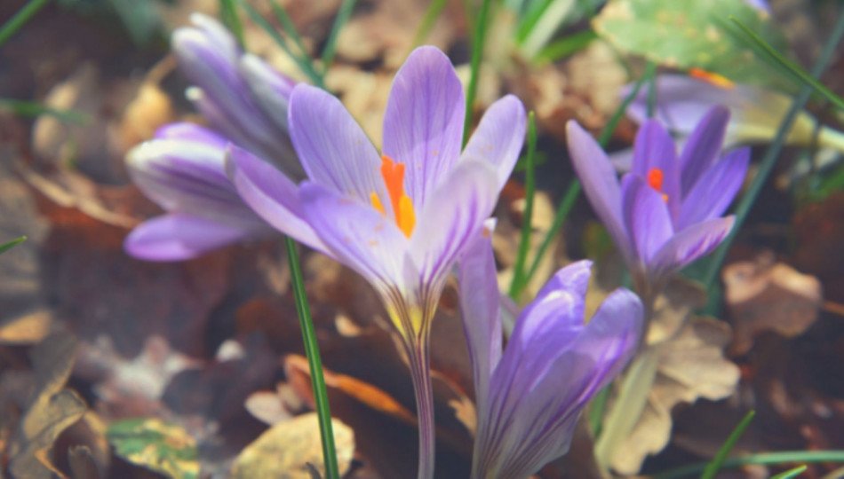 The most unusual spring traditions in Poland