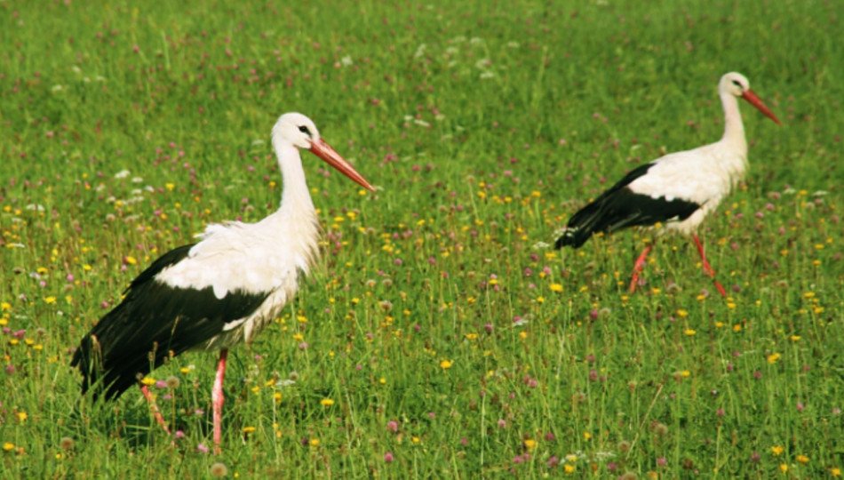 What dwells in the woodlands? Meet Poland's wildlife creatures